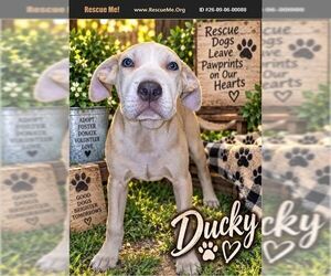 Labrador Retriever-Unknown Mix Dogs for adoption in Benton, PA, USA