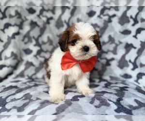 ShihPoo Puppy for Sale in LAKELAND, Florida USA