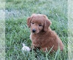 Small Photo #4 Goldendoodle (Miniature) Puppy For Sale in SYRACUSE, IN, USA