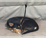 Small #7 Collie Mix