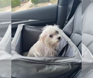 Maltese-Unknown Mix Dogs for adoption in San Diego, CA, USA