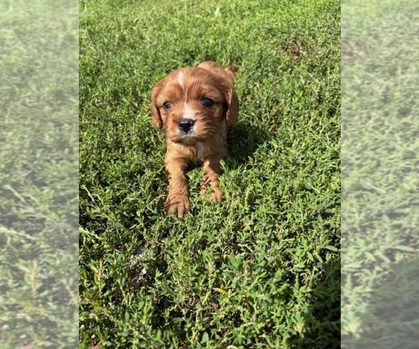 Medium Photo #2 Cavalier King Charles Spaniel Puppy For Sale in WATERTOWN, WI, USA