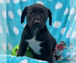 Small #2 Labrador Retriever Mix