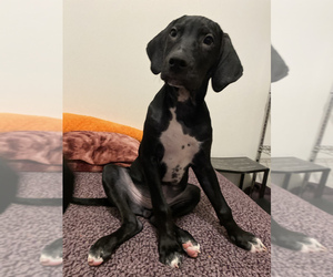 Catahoula Leopard Dog-Dalmatian Mix Puppy for sale in THOUSAND OAKS, CA, USA