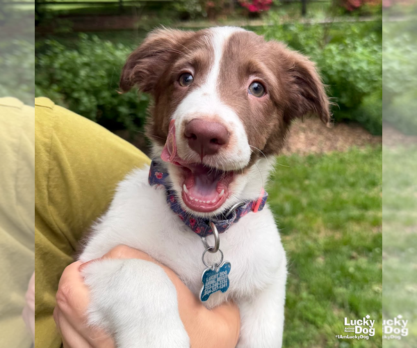 Medium Photo #2 Border Collie-Unknown Mix Puppy For Sale in Washington, DC, USA