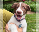 Small #1 Border Collie Mix