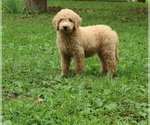 Small Photo #5 Goldendoodle Puppy For Sale in FAIR GROVE, MO, USA