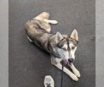 Small #13 Siberian Husky