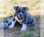 Small Photo #12 American Bully Puppy For Sale in OLYMPIA, WA, USA