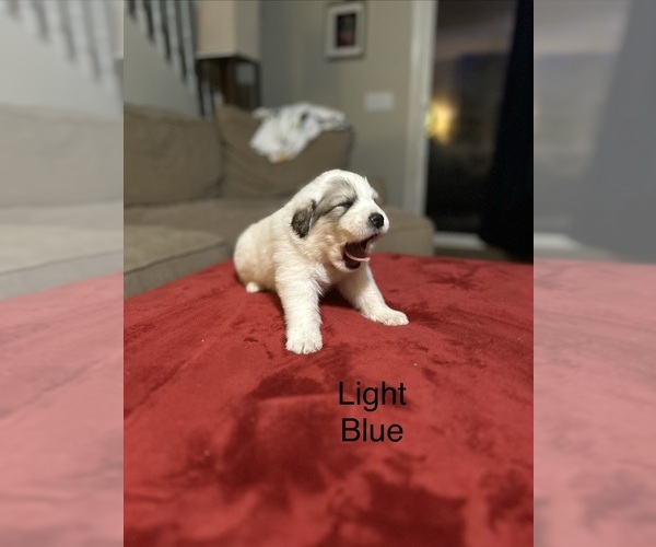 Medium Photo #7 Great Pyrenees Puppy For Sale in GILBERT, SC, USA
