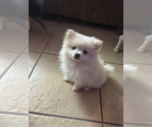 Pomeranian Puppy for sale in TUCSON, AZ, USA