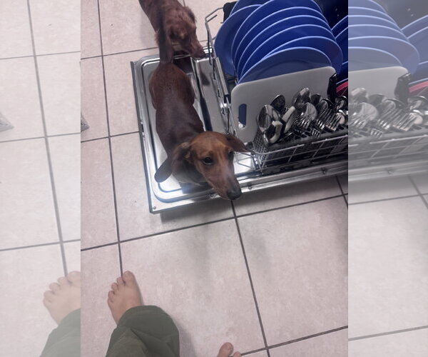 Medium Photo #2 Dachshund Puppy For Sale in Tampa, FL, USA