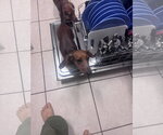 Small #1 Dachshund