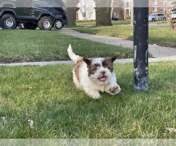 Medium Photo #8 Shih Tzu Puppy For Sale in DETROIT, MI, USA