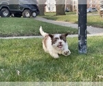 Small Photo #8 Shih Tzu Puppy For Sale in DETROIT, MI, USA