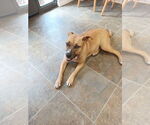 Small #2 Black Mouth Cur