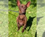Small #1 Chihuahua