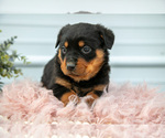 Small Photo #30 Rottweiler Puppy For Sale in BRYANT, IN, USA