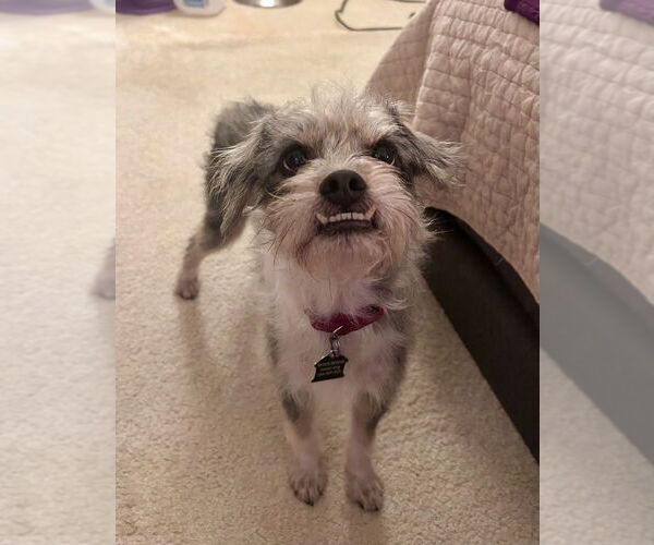 Medium Photo #3 Mutt Puppy For Sale in Mundelein, IL, USA