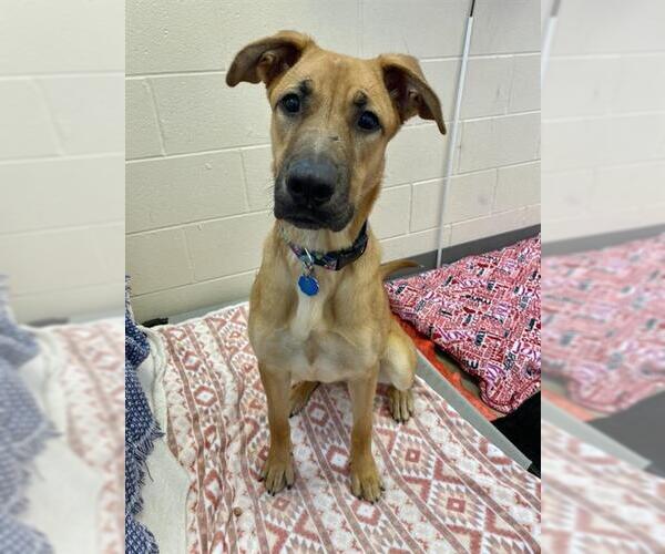 Medium Photo #1 Black Mouth Cur Puppy For Sale in Fort Wayne, IN, USA