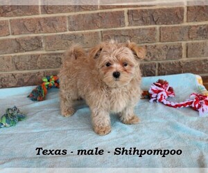 German Shorthaired Pointer Puppy for sale in CLARKRANGE, TN, USA