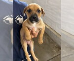 Small #3 Rottweiler Mix