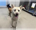 Small Siberian Husky Mix