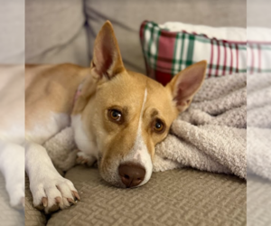 Labrador Retriever Mix Dog for Adoption in The Woodlands, Texas USA