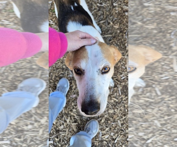 Medium Photo #3 Mutt Puppy For Sale in Rustburg, VA, USA