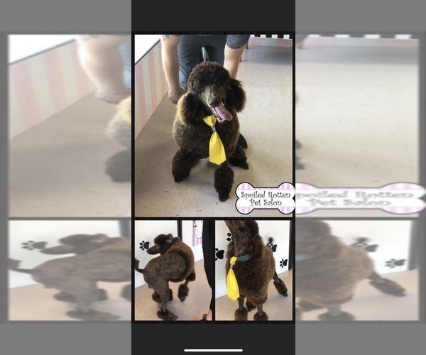 Medium Photo #1 Poodle (Standard) Puppy For Sale in WOODWARD, OK, USA