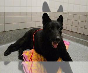 German Shepherd Dog Dogs for adoption in Orange, CA, USA