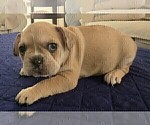 Small #5 French Bulldog