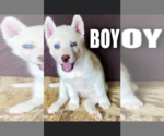 Small Photo #1 Siberian Husky Puppy For Sale in BAY MINETTE, AL, USA