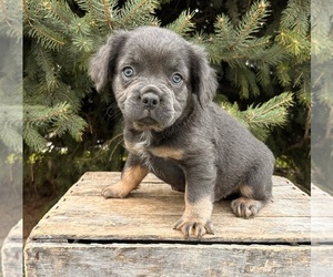 French Bulldog Puppy for Sale in MIDDLEBURY, Indiana USA