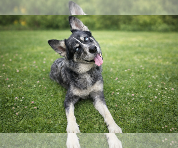 Medium Photo #2 Australian Shepherd-Unknown Mix Puppy For Sale in Clovis, CA, USA
