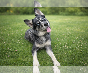 Rex - Male Australian Shepherd-Unknown Mix Dog for Adoption - Photo #2