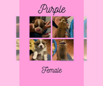 Puppy Purple American Corgi