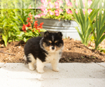 Small #3 Pomeranian