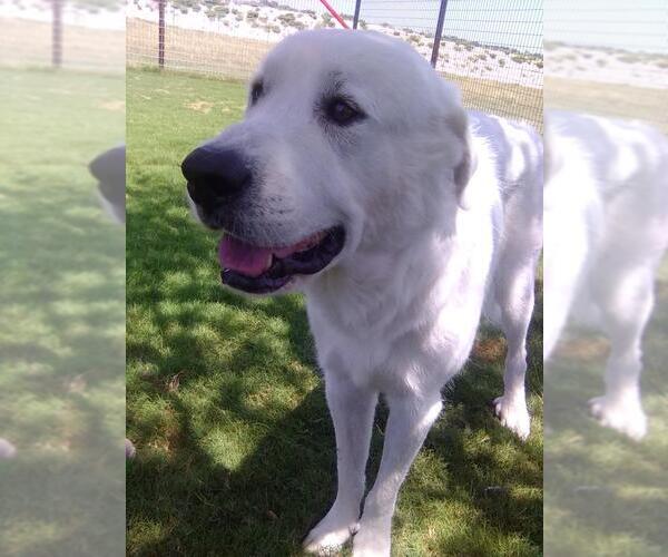 Medium Photo #5 Great Pyrenees Puppy For Sale in Spring, TX, USA