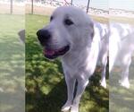 Small #4 Great Pyrenees