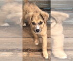 Small #1 Mutt