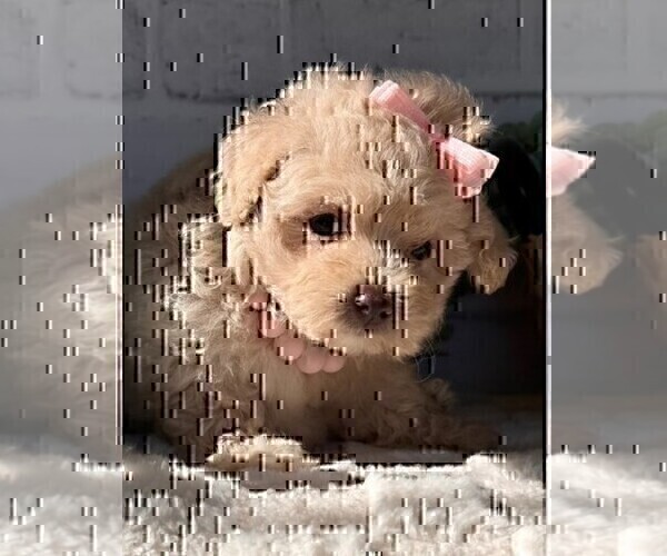 Medium Photo #6 Maltipoo Puppy For Sale in MIAMI BEACH, FL, USA
