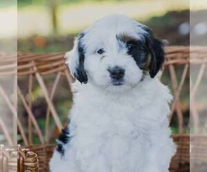 Bernedoodle (Miniature) Puppy for sale in MILLERSBURG, PA, USA