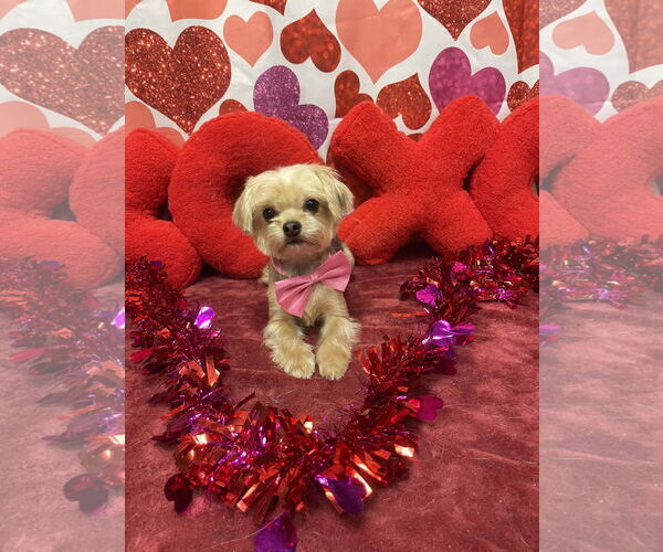 Medium Photo #1 Mutt Puppy For Sale in MECHANICSBURG, PA, USA