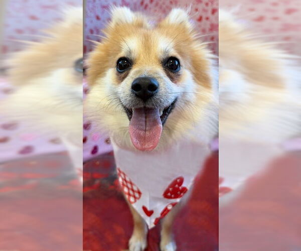 Medium Photo #3 Pomeranian Puppy For Sale in Arlington, VA, USA