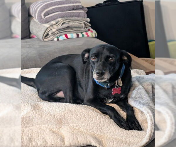 Medium Photo #2 Chihuahua-Unknown Mix Puppy For Sale in San Diego, CA, USA