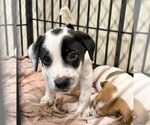 Small #2 Labrador Retriever Mix