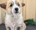 Small Photo #48 Pembroke Welsh Corgi Puppy For Sale in GOSHEN, IN, USA
