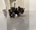 Small #6 French Bulldog