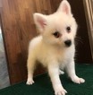 Small Photo #7 Japanese Spitz Puppy For Sale in HOLLYWOOD, CA, USA